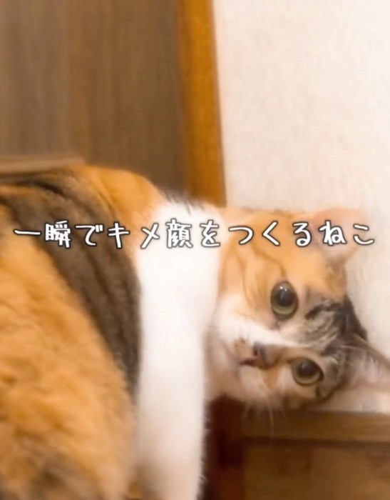 頭を下げるねねちゃん