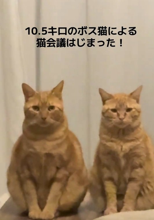 正座みたいな座り方をする猫