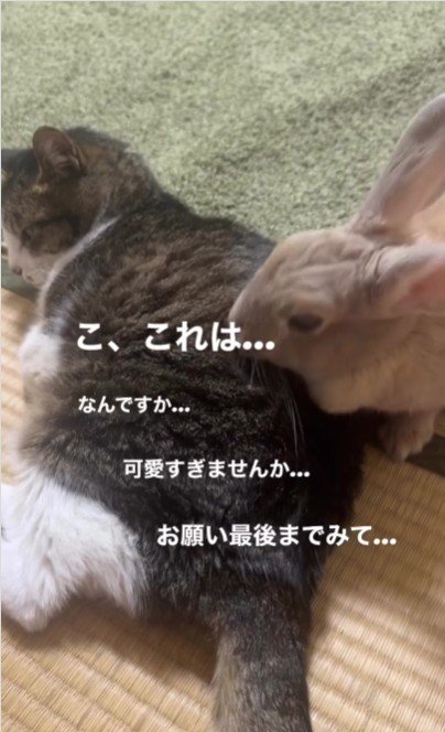 猫の匂いを嗅ぐうさぎ