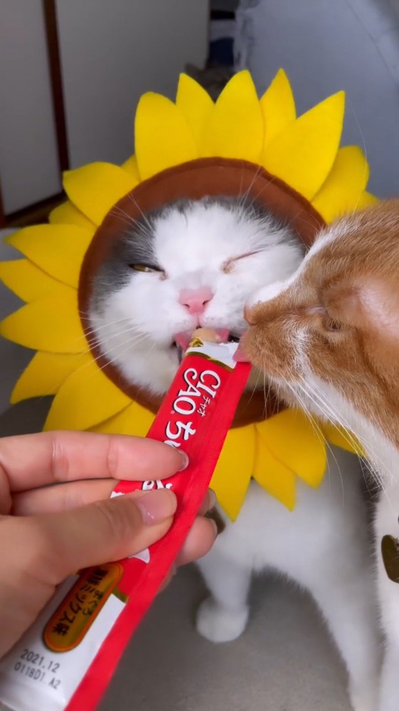 ハチワレ猫が食べているおやつをなめる茶白猫