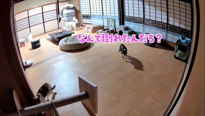 なんで倒れたんだろ?