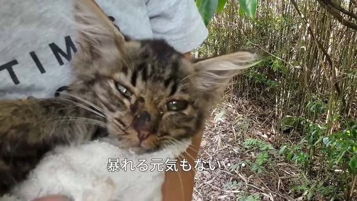 抱っこされる子猫