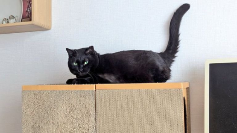 爪とぎの上にいる猫