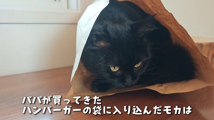 すっぽり紙袋に入るモカちゃん