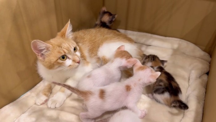 ピーポーちゃんと赤ちゃんたち