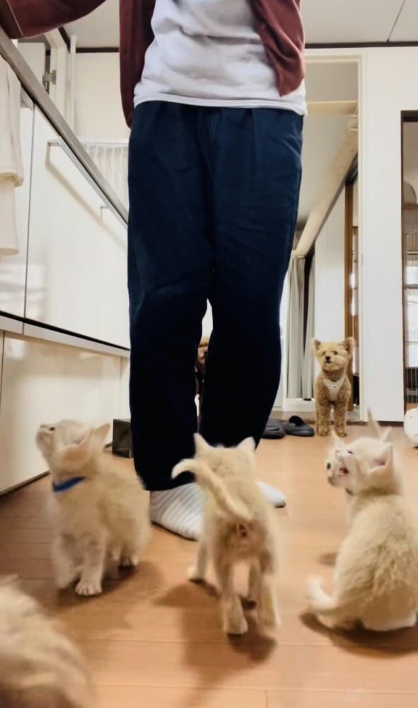 ママのごはんの準備が待ちきれず騒ぐ子猫たち