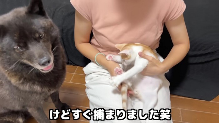 正面を見る犬