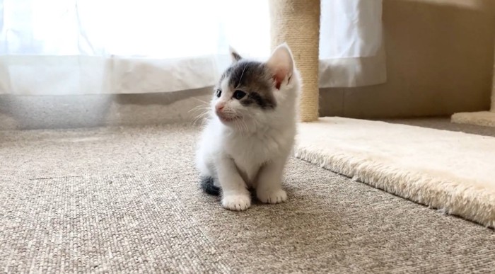 雷にびっくりする子猫