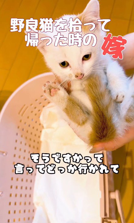 抱っこされる子猫