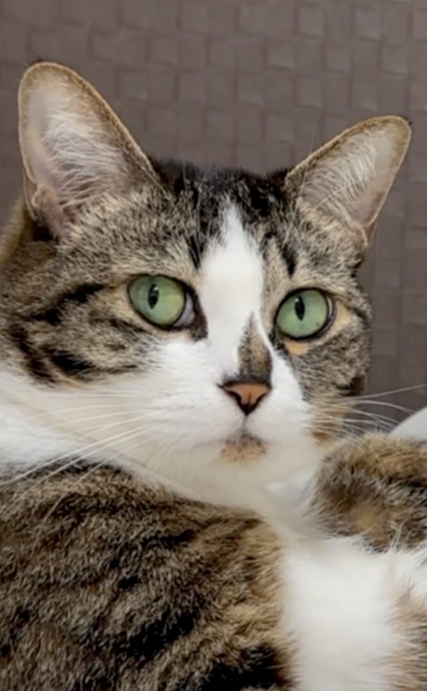 こちらを振り返る猫のアップ