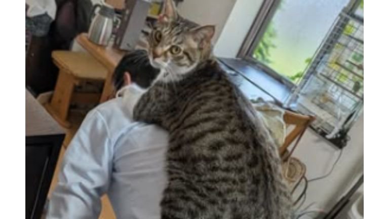 男性の背中に乗る猫