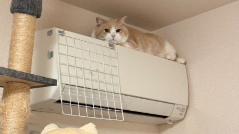 エアコンの上にいる猫