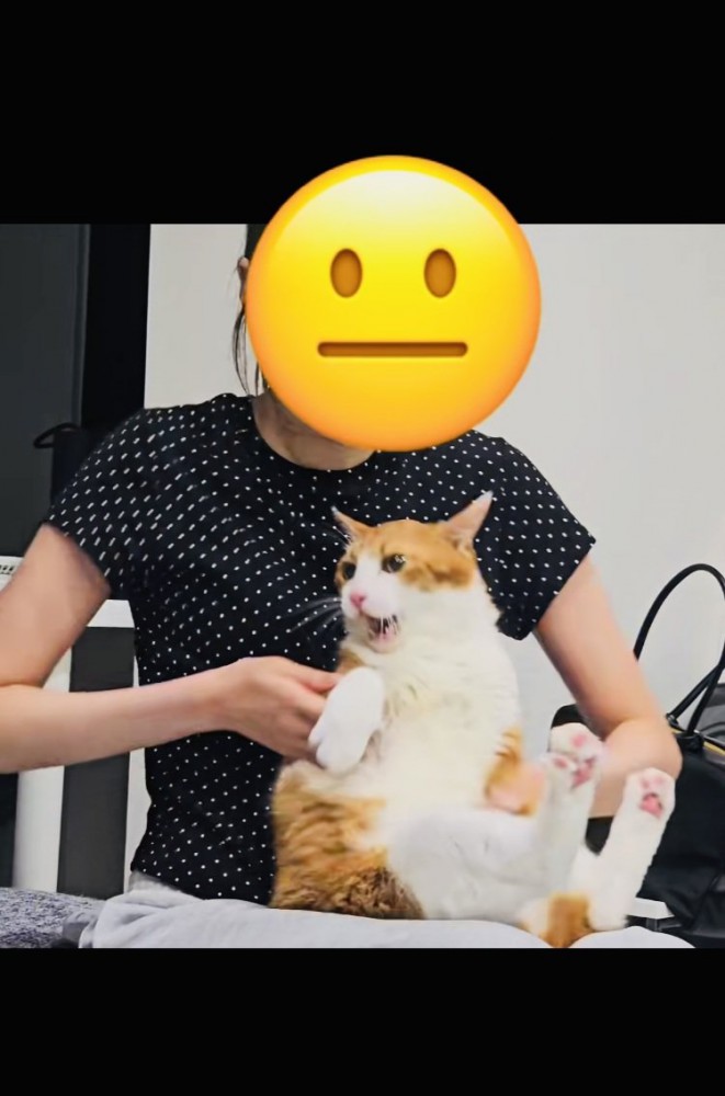 お姉ちゃんに抱っこされて暴れる茶白猫