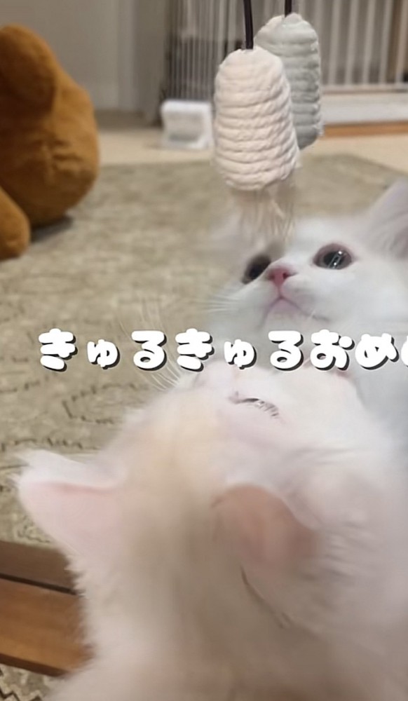 鏡の前で遊ぶ猫の写真2