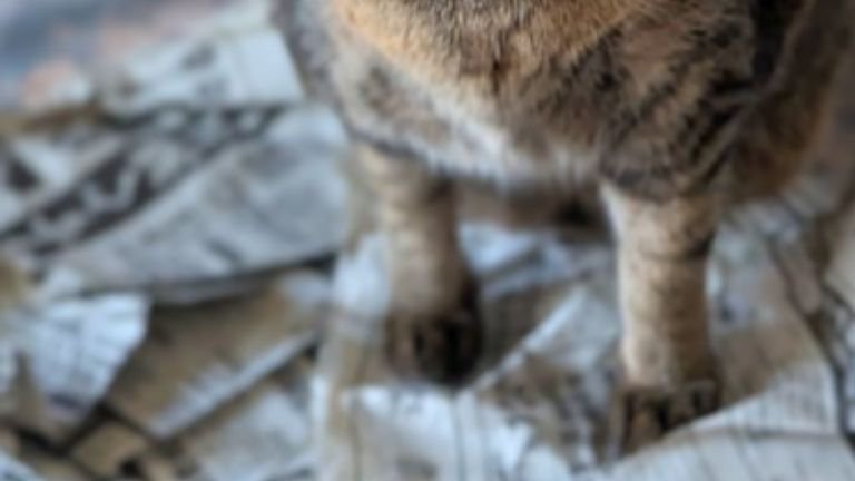 猫の足と新聞紙