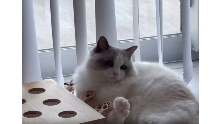 室内にいる猫