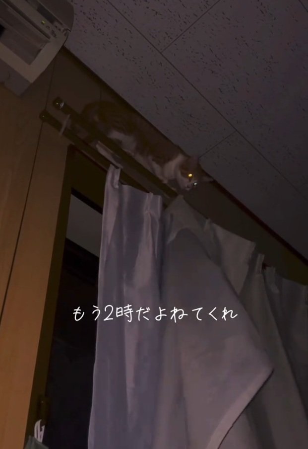 カーテンレールを歩くこっちゃん
