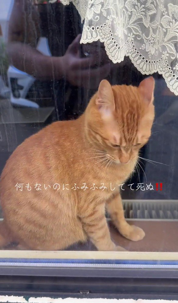 窓の向こうの猫