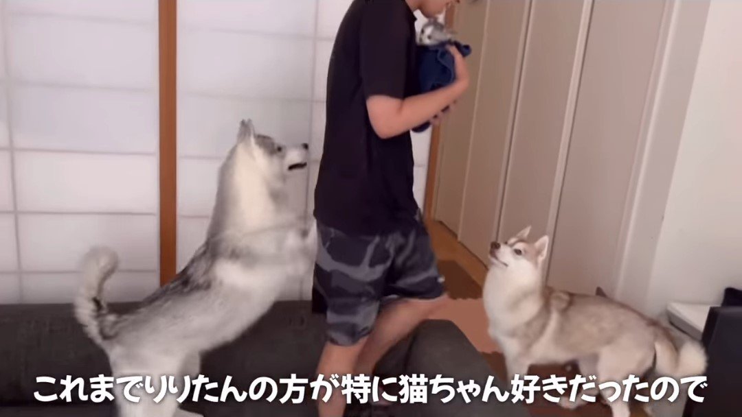 人のそばにいる2匹の犬