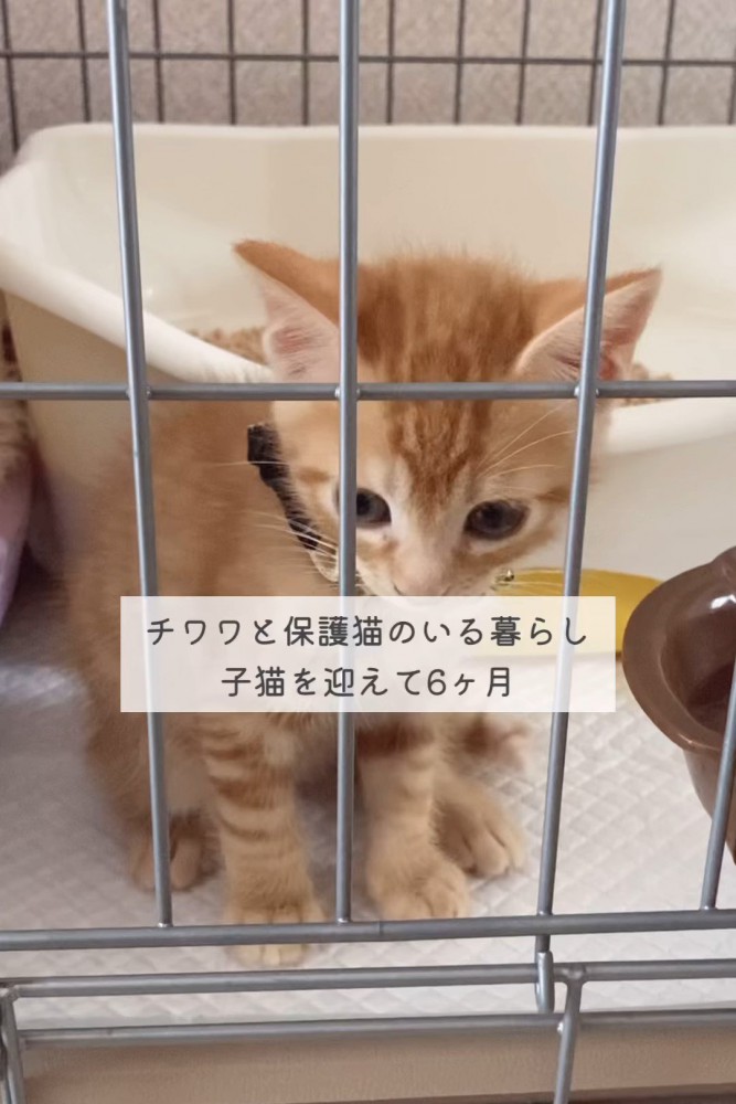 ケージの中にいる子猫