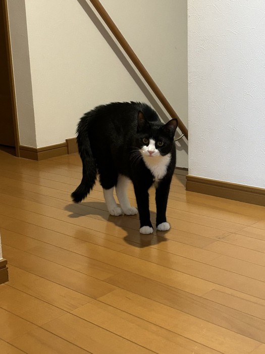 逆毛を立てる猫
