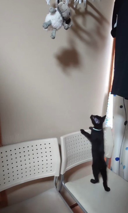 ぬいぐるみを見上げる子猫