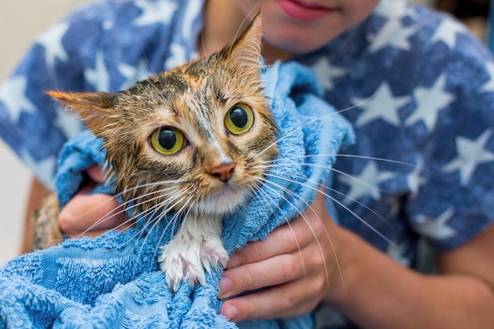 タオルで体を拭かれる猫