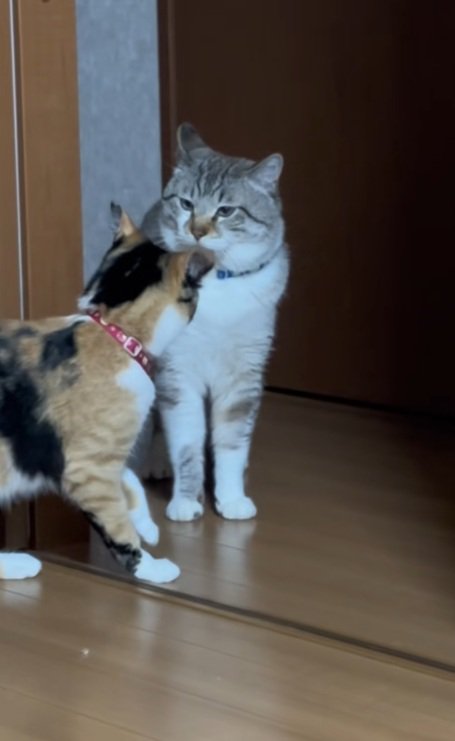 猫パンチしようと片手をあげる三毛猫を無言で見るシャムトラ