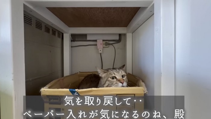 箱から顔を出す猫