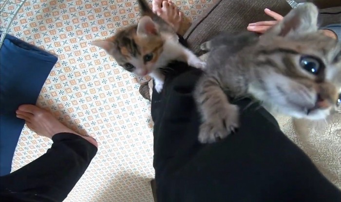 足を登るキジトラ猫