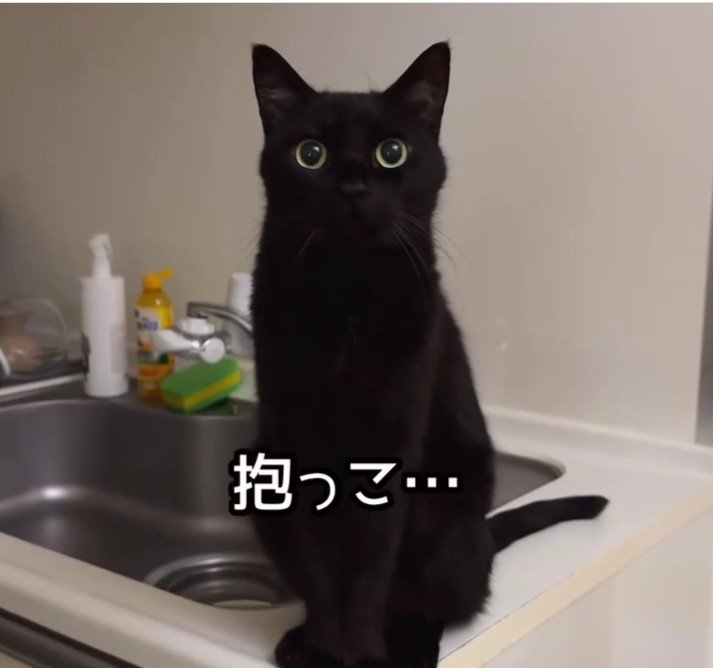 シンクの上に座っている猫