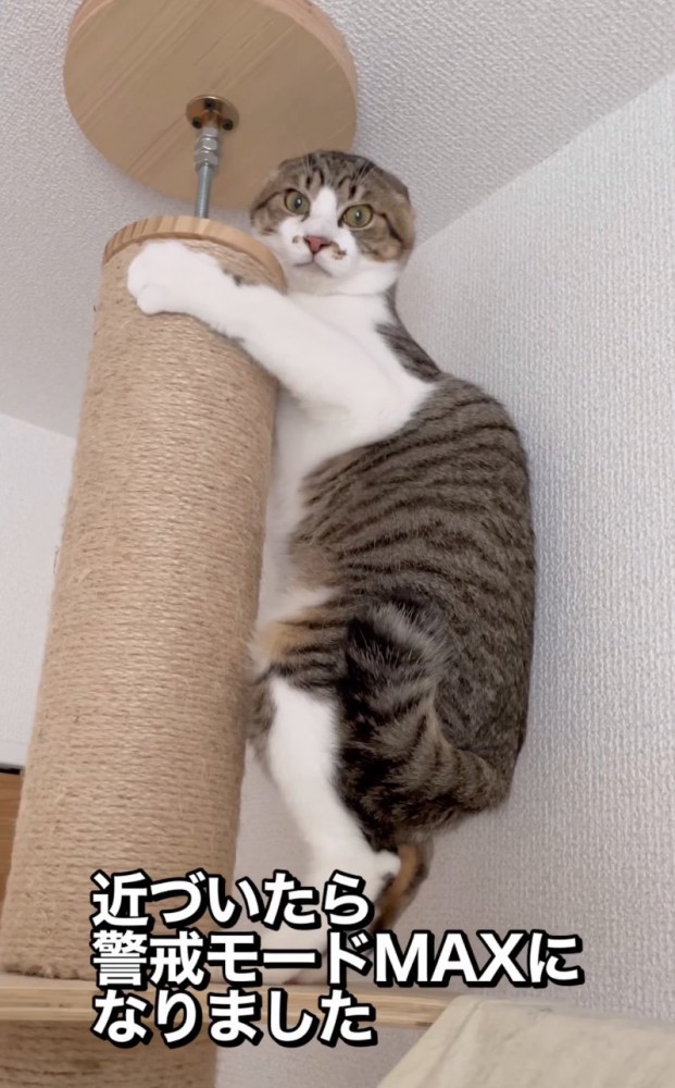 へっぴり腰になる猫