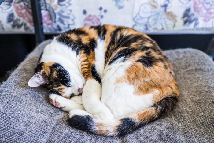 椅子の上で丸まって寝る猫