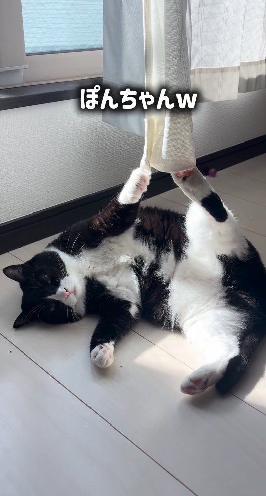 左の前足と後ろ足がカーテンにひっかかってしまった猫