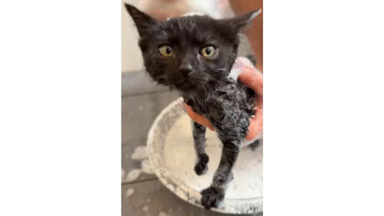 お風呂に入っている猫