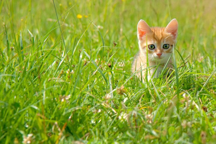 草むらに佇む子猫