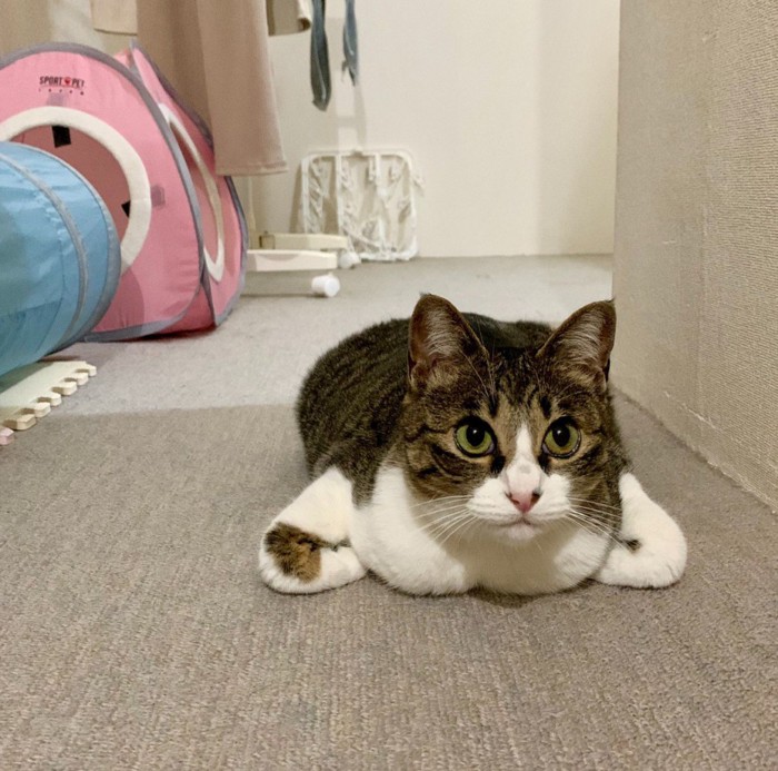 変わった香箱座り