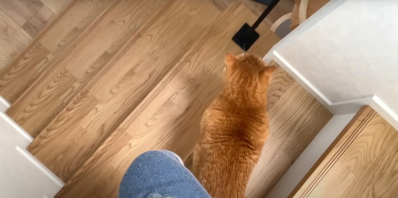 階段と茶トラと人の足