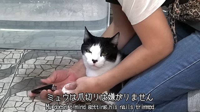 猫の爪を切る女性