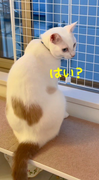 女性の方を向くぶち猫