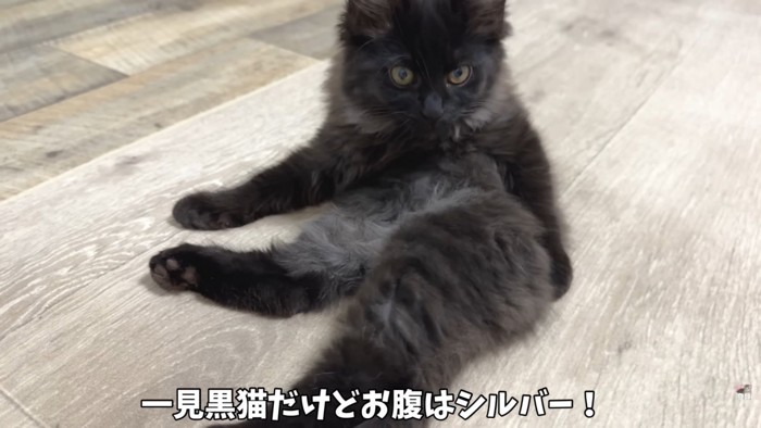 テロップ「一見黒猫だけど～」