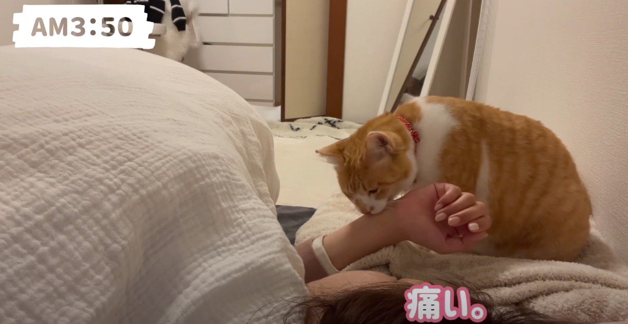 寝る人の腕を噛む猫