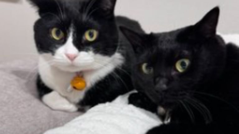 室内にいる猫たち