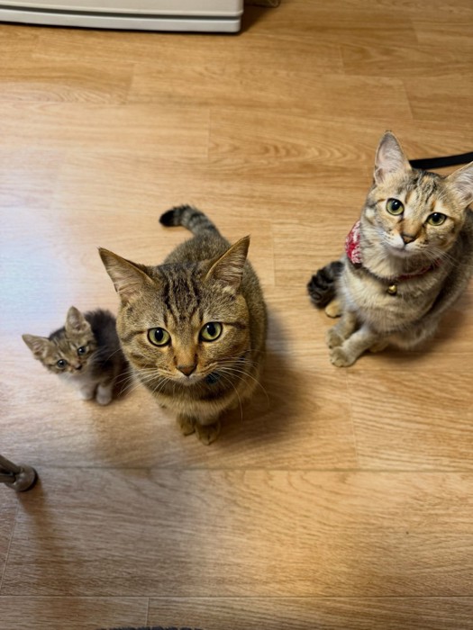 見上げる3匹の猫