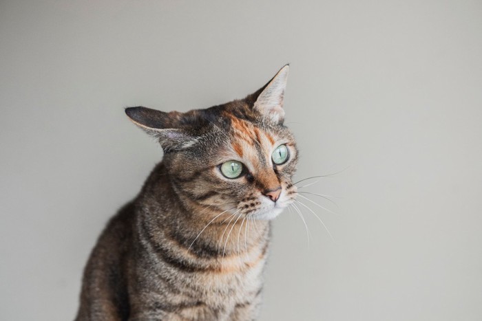 耳を倒して警戒する猫