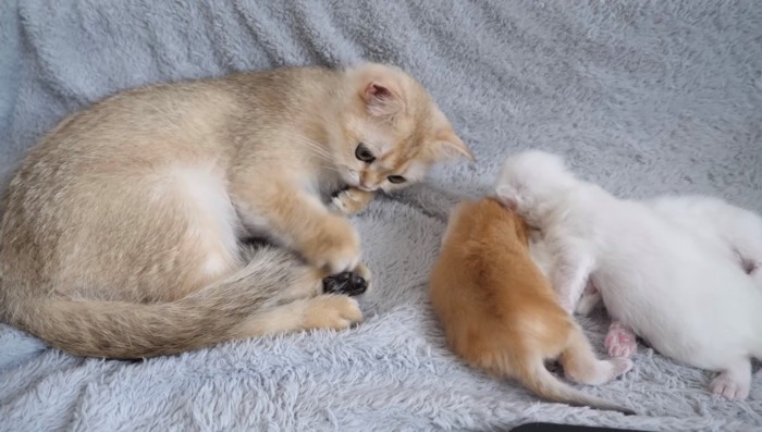 丸まって寝てしまいそうな猫