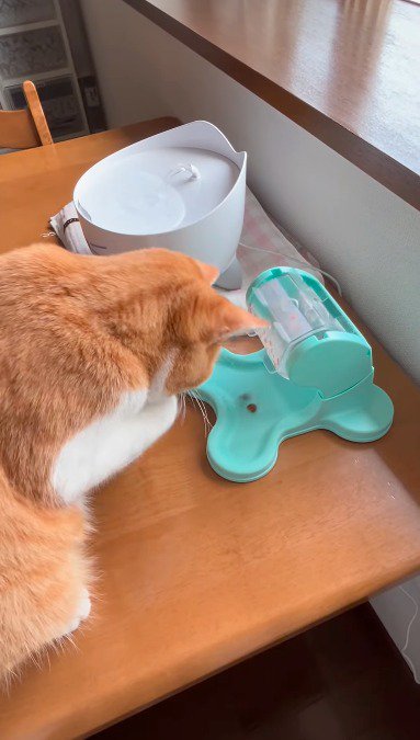 おもちゃから出てきた2粒のおやつ