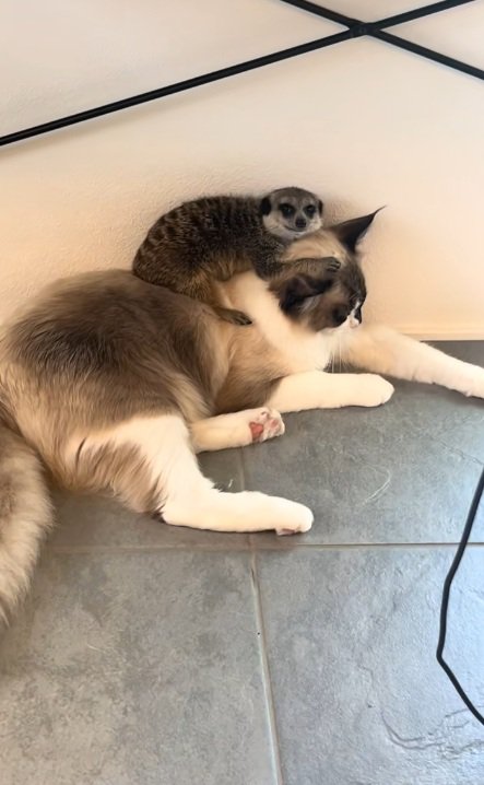 猫の上にのっているミーアキャット