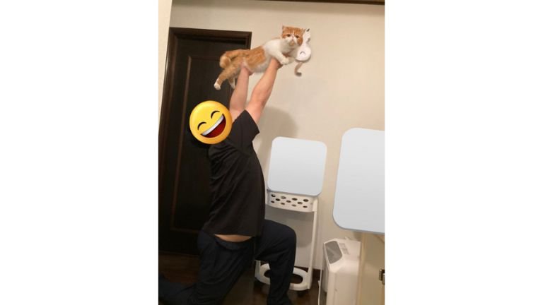 男性に持ち上げられている猫