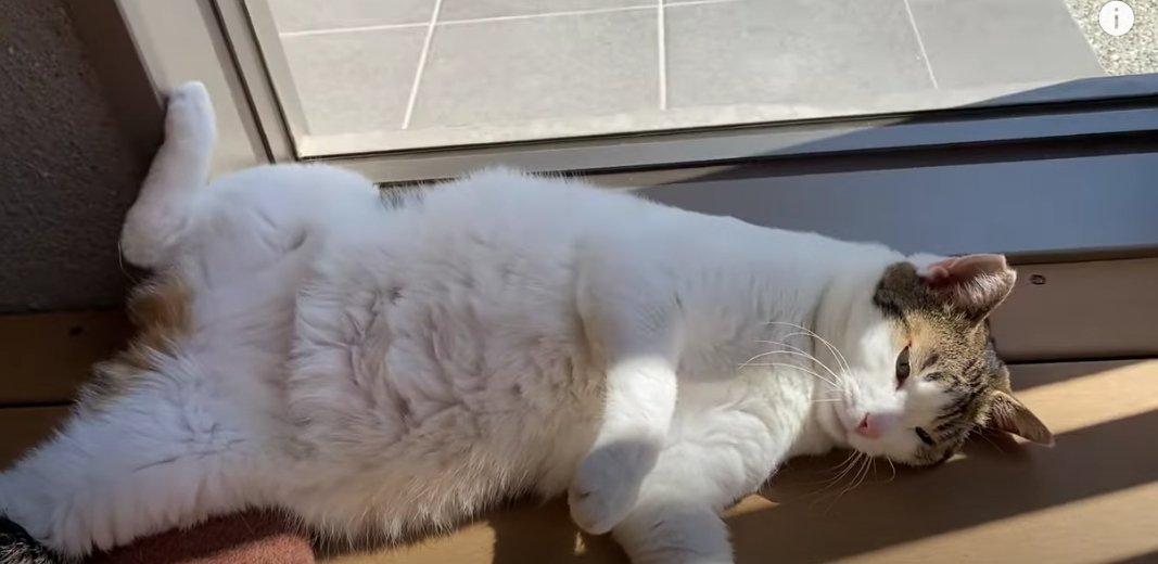 寝転んでいるキジ白猫